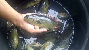  yaitu nama sejenis ikan yang umumnya hidup liar di perairan tawar Ikan Betok / Betik / Papuyu / Puyu