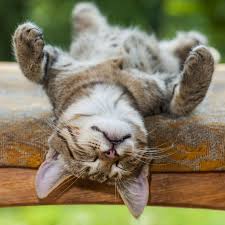 Maybe you would like to learn more about one of these? Feline Philosophy What Humans Can Learn From Cats Vox