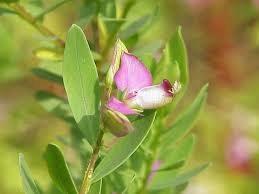 Image result for Polygalaceae