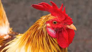 Granted though ours are bantams. Why Roosters Crow At Dawn Youtube