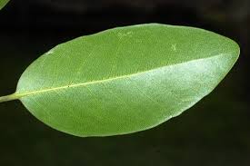 Image result for Putranjivaceae