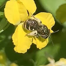 Image result for Lipotriche