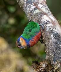 Image result for Micractis bojeri