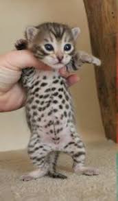 Follow us for the best #bengalcat content dm me for a feature✨ shop now! Bengal Kitten Selection How To Pick A Bengal Cat