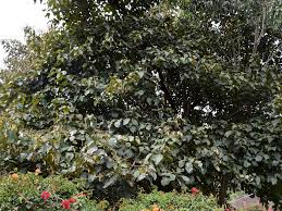 Image result for Cordia africana