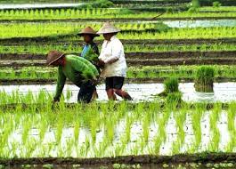 Proses penanaman padi sebaiknya dilakukan dengan kondisi lahan tidak tergenang dengan air. Cara Menanam Padi Yang Baik Dan Benar