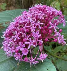 Image result for Clerodendrum poggei