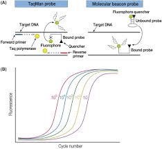 Real Time Polymerase Chain Reaction An Overview Sciencedirect Topics