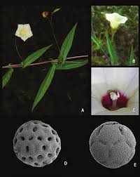 Image result for Merremia pterygocaulos