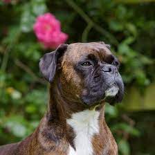 Life Expectancy Of Boxer Dogs
