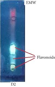 Image result for Dicerocaryum senecioides