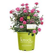 However, even these fine rose bushes can, due to climatic and poor care/conditions, succumb to some of the same diseases that plague other rose bushes in our gardens and landscapes. Knock Out Rose 1 Gal The Pink Double Knock Out Rose Bush With Pink Flowers 13155 The Home Depot