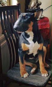 Black And White English Bull Terrier Puppy Pin By Hannah Bowers On Animals Bull Terrier Bull Terrier Dog Miniature Bull Terrier