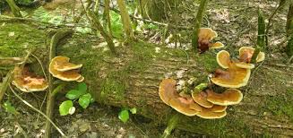 Image result for Ganoderma tsugae