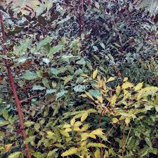 Image result for Leea guineensis