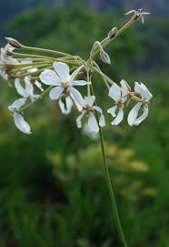 Image result for Pelargonium luridum