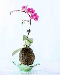 Learn The Japanese Art Of Kokedama Step By Step Tutorial Orchid Bliss In 2020 Orchid Plants Orchid Plant Care Plants