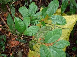 Image result for Magnistipula