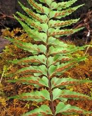 Image result for Asplenium hemitomum