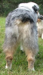 At the end, we offer some tips on grooming with more professional tools. Australian Shepherd Haircut Before And After Haircuts You Ll Be Asking For In 2020