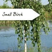 This group of evergreens is always popular and. Small Garden Trees Ornamental Trees For Small Gardens