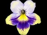 Image result for Streptocarpus sp.nov. aff. S. grandis