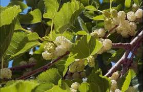 Image result for Morus indica