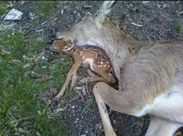 Baby Deer lies beside his mother's body hoping that she will Breathe Again  😢 This deer was standing next to the body as if waiting for the mother to  wake uр. The