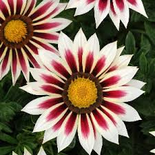 Image result for foto Gazánie