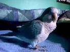 Pictures of 2 parrots talking on youtube <?=substr(md5('https://encrypted-tbn0.gstatic.com/images?q=tbn:ANd9GcSVNp77zYDU0kFQKc3dmqEHNfzW7fqiQQI7eA_yekrV5Uz3lWDdDOKto1U'), 0, 7); ?>