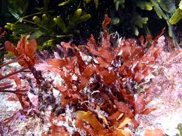 Image result for Microcoelia physophora