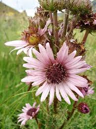 Workman Publishing Unusual Flowers Planting Flowers Plants