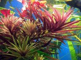 Image result for Limnophila fluviatilis