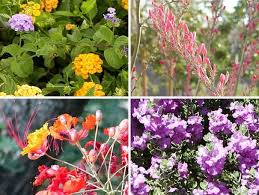 Mexican Bird Of Paradise Plant Varieties Henderson Nevada Colors Of The Desert Flower Bed Plants Birds Of Paradise Flower Henderson Nevada