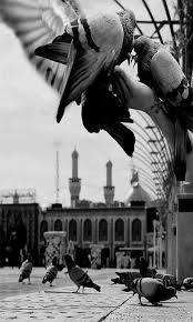 pin by hamid on یا ضامنء آھو karbala photography islamic pictures hussain karbala