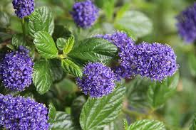 Image result for Criscianthus