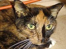 And, depending on the tumour, it can spread to other parts. Feline Hepatic Lipidosis Wikipedia