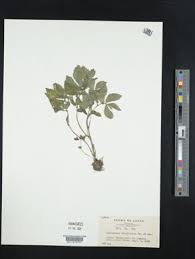 Image result for Elatostema monticola