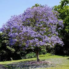 We did not find results for: Jacaranda Trees For Sale Brighterblooms Com