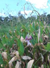 Image result for Thalia geniculata