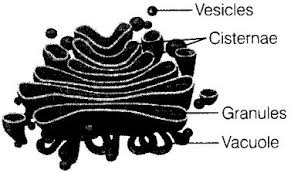 Plant cell organelle that makes sugars. The Cell Organelle Involved In Forming Complex Sugars From Simple Sugars Are Studyrankersonline