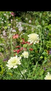Image result for Scabiosa drakensbergensis