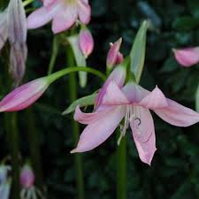 Image result for Crinum moorei