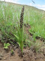 Image result for Corycium dracomontanum