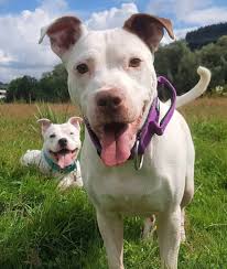 There is a long list of why dogs are such a wonderful companion to have, some of the reasons include their loyal nature, their loving disposition, and protective instincts. The Truth About The White Pitbull An In Depth Guide