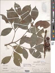 Image result for Scytopetalum pierreanum