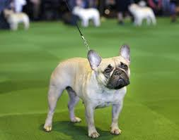 All dogs with flat faces, including french bulldogs, have a degree of brachycephalic airway syndrome (boas), which is characterized by some combination of the following anatomic abnormalities well, french bulldogs are not known for being hypoallergenic, but no dog breed is truly hypoallergenic. Labs Still Lead But French Bulldogs Leap In Popularity In Us