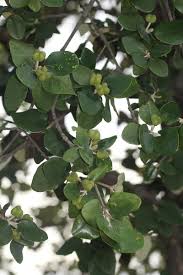 Image result for Androstachys