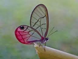 Alas De Cristal Butterfly Species Butterfly Beautiful Butterflies