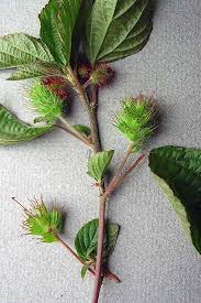 Image result for Acalypha manniana